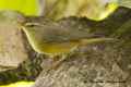 Индийская пеночка фото (Phylloscopus griseolus) - изображение №2353 onbird.ru.<br>Источник: orientalbirdimages.org